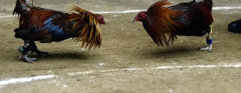 Đá Gà C1 C2 C3 C4 - Cẩm Nang Toàn Diện Cho Người Mới Bắt Đầu 6 Thế mạnh thu hút cược thủ tham gia giải đá gà c1 c2 c3 c4